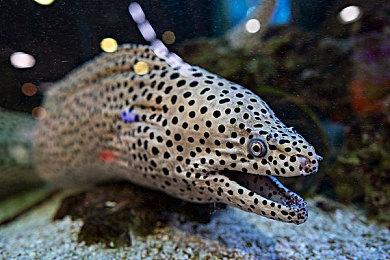 前星际开发者吐槽辛辛苦苦做3A 收入还不如魔兽的氪金坐骑